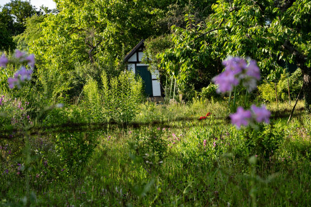 istock Green idyll: small hut in an overgrown garden. 2161872999