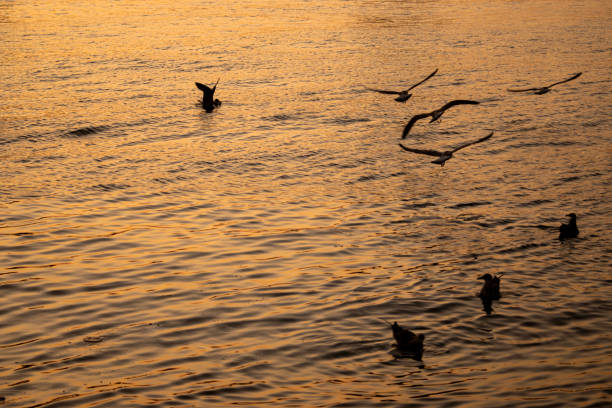 istock Seagulls flying by the Bosphorus, İstanbul Turkey 2161873544