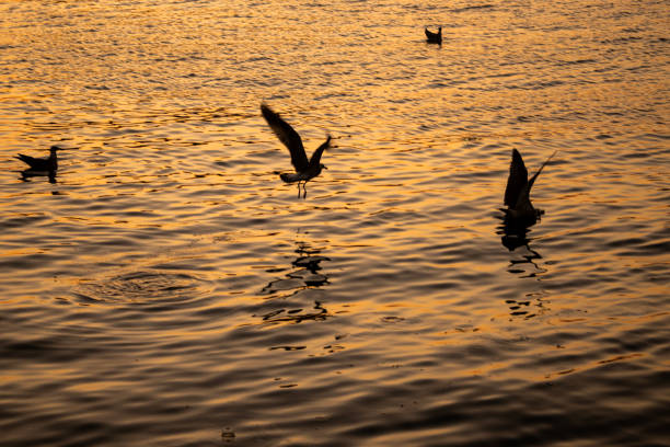 İstanbul Turkey, July 12 2024: Seagulls flying by the Bosphorus, İstanbul Turkey