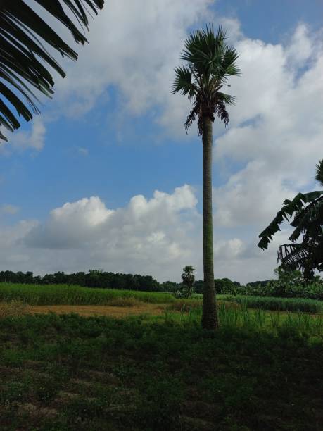 istock The big palm tree and white clouds sky 2161877227