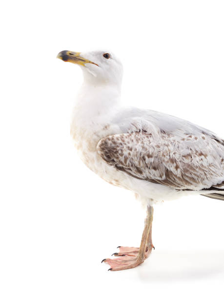 istock Gray seagull sitting and looking up. 2161878579