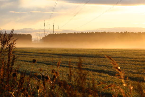 Sunrise on a foggy morning with a forest in the distance, a meadow with dewy grass in the foreground and electricity poles through the meadow