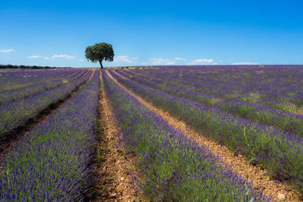 Lavender Fields of Brihuega, Spain.