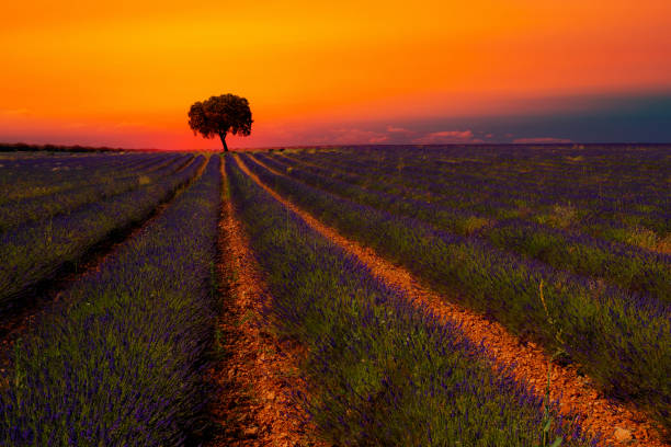 istock Lavender Fields of Brihuega during Sunset, Spain. 2161879456