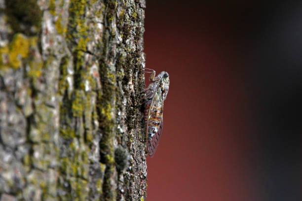 Cicada orni - a male of the common cicada