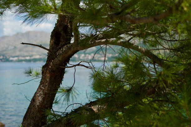view of the blue see through branches of trees