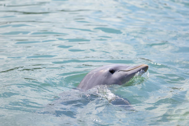Wild Dolphins Swimming in Baja California Sur Mexico