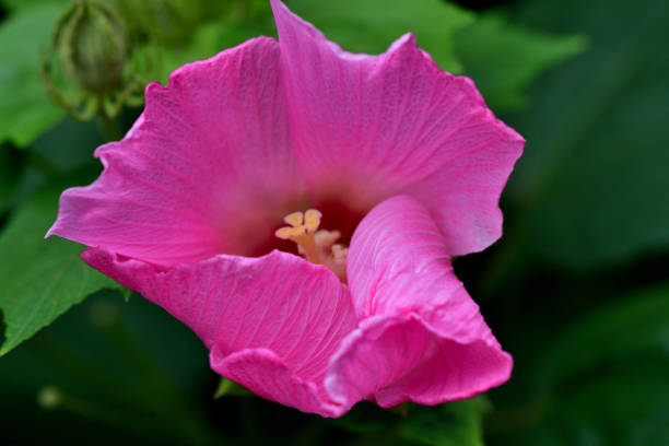 Hibiscus mutabilis, also known as Cotton rosemallow, Confederate rose and Dixie rosemallow, is a large shrub or multi-stemmed tree in the Malvaceae family. It is a perennial, flowering plant, blooming from mid-summer to autumn. The flowers can be single or double with several color forms such as pink, white and red, including a species which opens white in the morning and change to deep red in the evening.