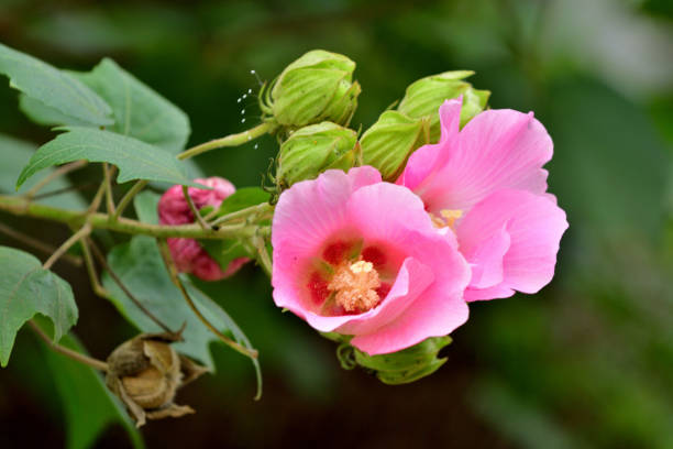 istock Hibiscus mutabilis / Cotton rosemallow: Multi-stemmed Deciduous Shrub with Funnel-shaped Pink Flower 2161885901
