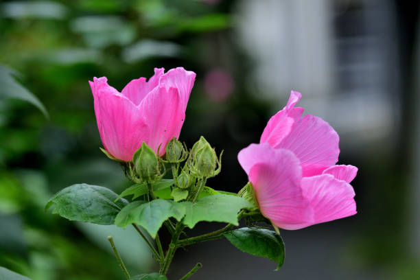 Hibiscus mutabilis, also known as Cotton rosemallow, Confederate rose and Dixie rosemallow, is a large shrub or multi-stemmed tree in the Malvaceae family. It is a perennial, flowering plant, blooming from mid-summer to autumn. The flowers can be single or double with several color forms such as pink, white and red, including a species which opens white in the morning and change to deep red in the evening.