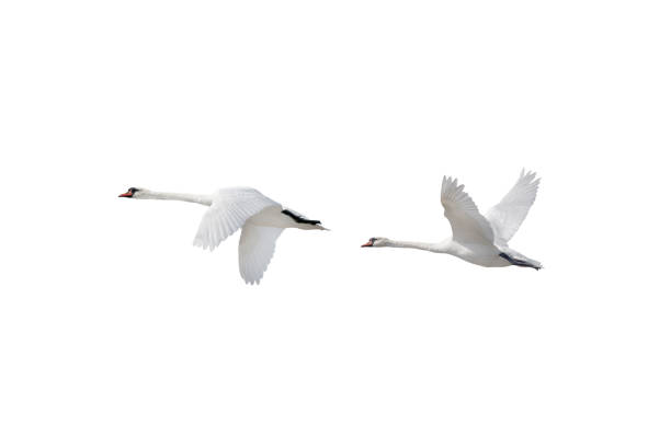 istock two swan in flight isolated on white background 2161886649