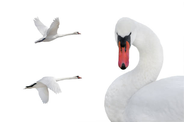 istock swan in flight isolated on white background 2161886654
