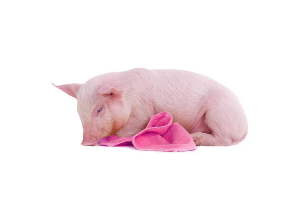little pig with pink towel isolated on white background