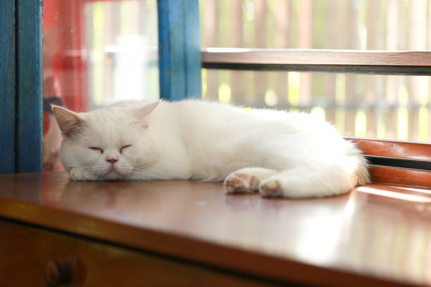 White cat lying lazily on the wooden table