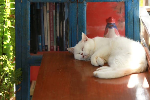 White cat lying lazily on the wooden table