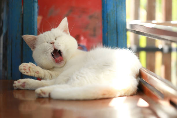 Extreme close-up shot of a cat’s open mouth, showing its teeth, tongue, and oral structure in fine detail. Ideal for educational, veterinary, animal anatomy, or dental care-related visual content.