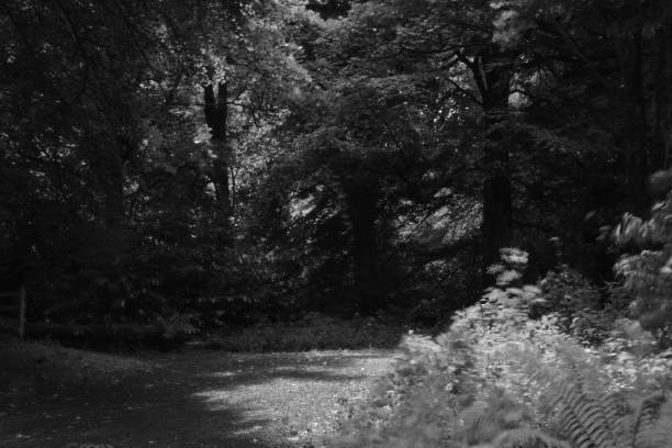 istock Summer Woodland path in monochrome Black and White 2161890318