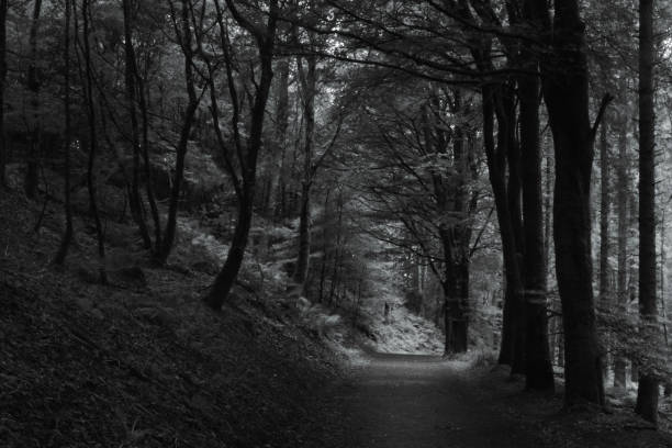 istock Summer Woodland path in monochrome Black and White 2161890323
