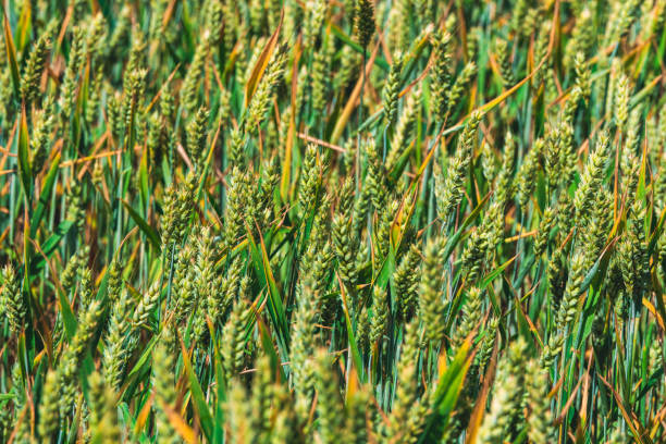 A view of Green Wheat Growing In A Field