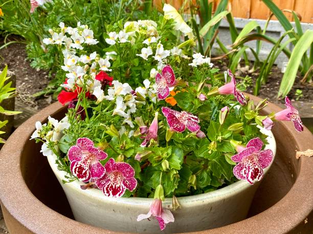 Basket of flowers on a metal chair in the garden