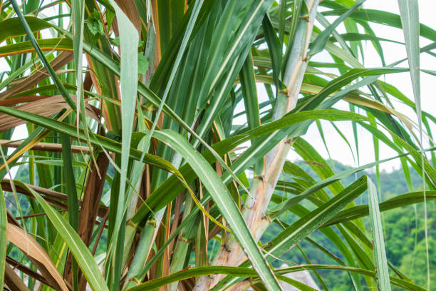 istock Sugar cane that grows naturally through agricultural methods It has a trunk similar to a general sugarcane tree. But it will be purple-red to black. And there is white wax coating the trunk. The part of black sugarcane that is used as herbal medicine 2161894582