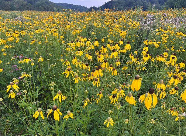 Prairie Coneflower in bloom
