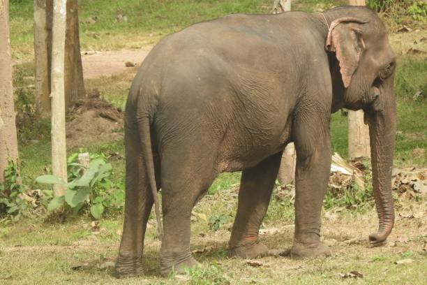 istock Asian elephant, Luang Prabang, Laos 2161897013