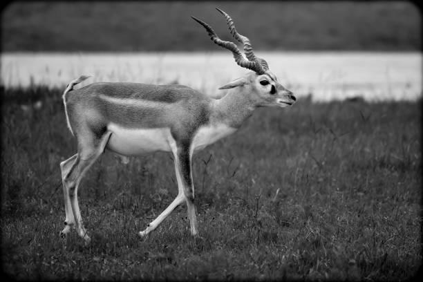 istock Blackbuck Antelope in Natural Habitat 2161898181