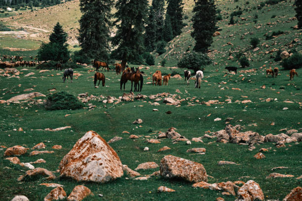 Horses grazing on riverbank in summer mountains
