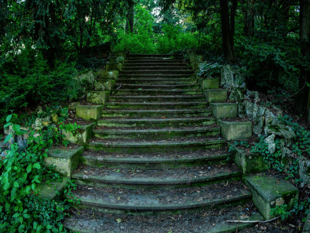 Natural stone staircase surrounded by plants