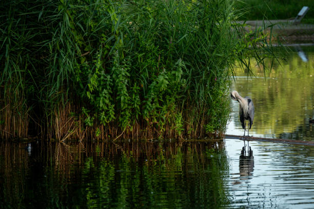 Heron sits by a pond and preens its feathers