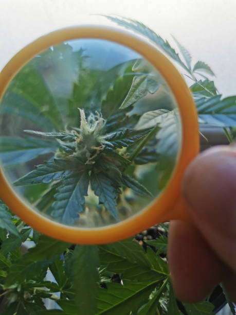 istock Blooming cannabis viewed through a magnifying glass 2161898450