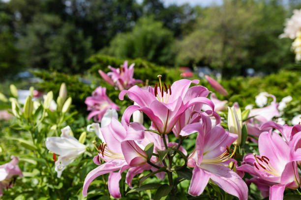 istock Lily flower in the garden 2161898809