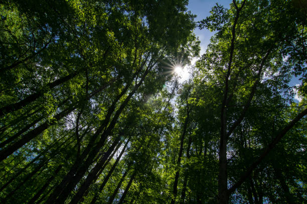 istock Fort Necessity NB - Forest & Sun Shot 2161899577