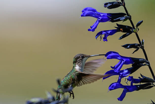 istock Female Ruby-throated Hummingbird feeding at a black and blue salvia. 2161899671