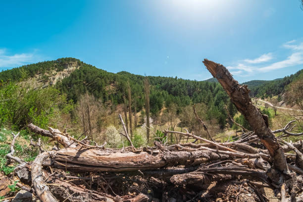 A large log is laying on the ground in a forest. The sky is clear and blue, and the sun is shining brightly. Scene is peaceful and serene.