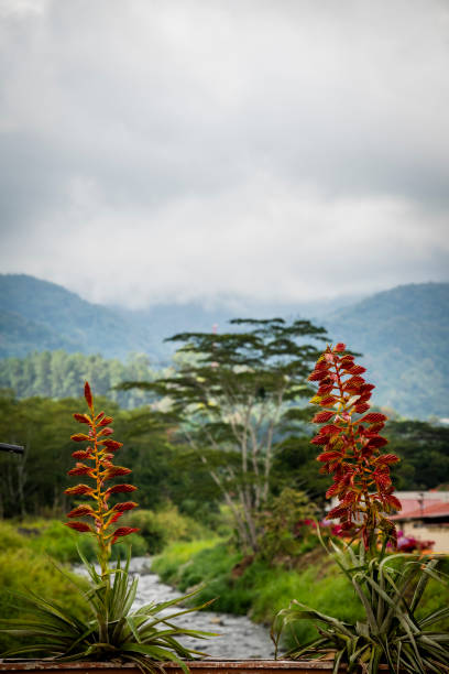 View of Caldera River, Boquete, a small mountain town in the Province of Chiriquí, Panama
