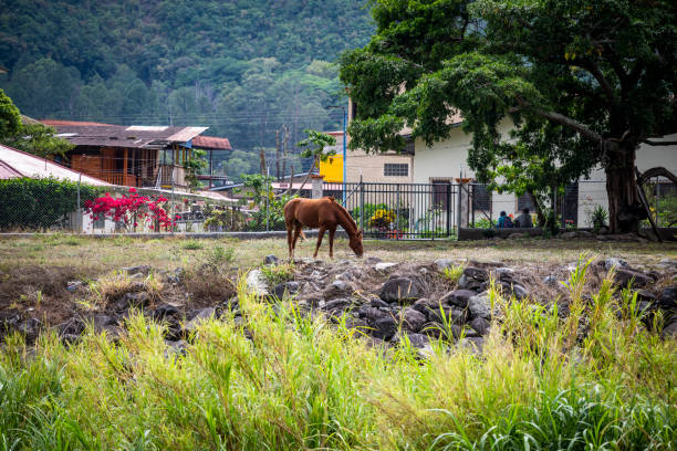 Horse grazing,in Boquete, a small mountain town in the Province of Chiriquí, Panama