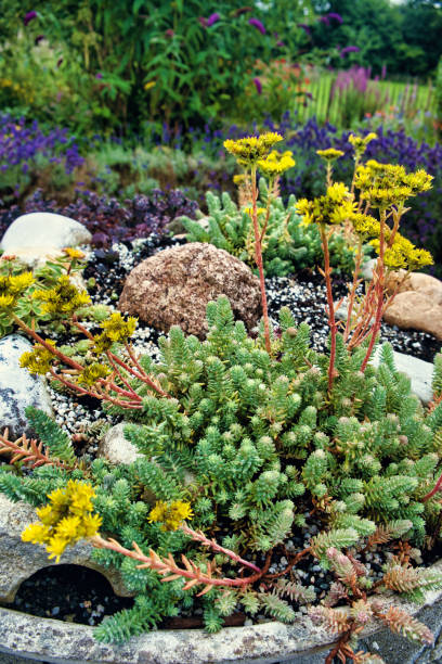 istock Yellow stonecrop in a garden 2161904543