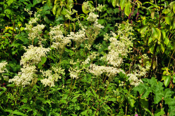 istock White flowers of Meadowsweet 2161904564