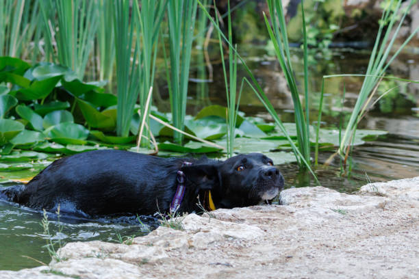 istock Black dog bathing in pond with water lilies 2161904784