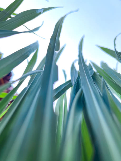 rice leaves that are still green in the rice fields