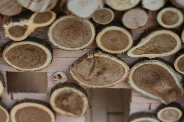 istock wooden houses 2161904993