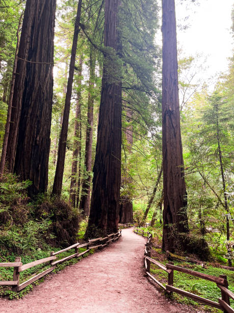 istock Nothern California redwoods forest 2161906989