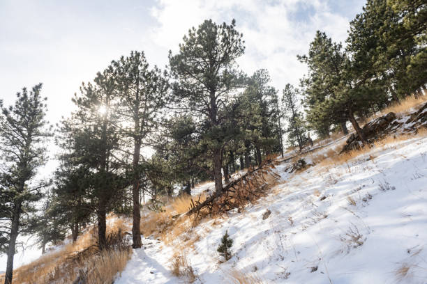 Pine Trees on a Snow Covered Mountain in Boulder Colorado