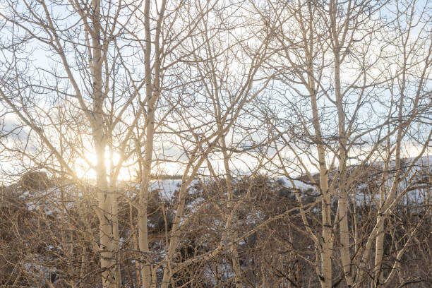 Sun Shining Through Colorado Trees on a Winter Day