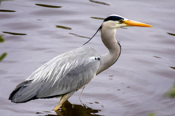 istock Grey Heron, Ardea cinerea, hunting in the lake. 2161912197