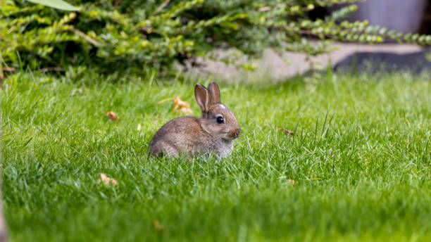 istock Cute fluffy rabbit on green grass outdoors. 2161912243