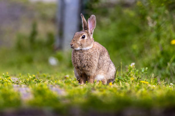 istock Bunny, fluffy rabbit on green grass outdoors. 2161912250