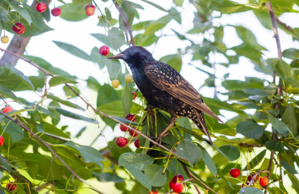 A young starling on a branch of a cherry tree eats a cherry on a sunny day